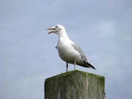 Ferienwohnungen Hartward